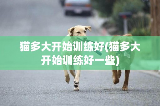 貓多大開始訓練好(貓多大開始訓練好一些)