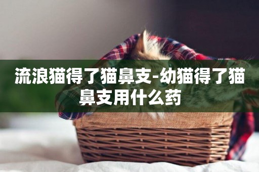 流浪貓得了貓鼻支-幼貓得了貓鼻支用什么藥