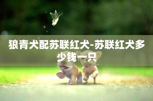 狼青犬配蘇聯紅犬-蘇聯紅犬多少錢一只