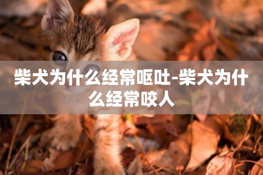 柴犬為什么經常嘔吐-柴犬為什么經常咬人