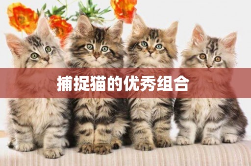 捕捉貓的優秀組合 