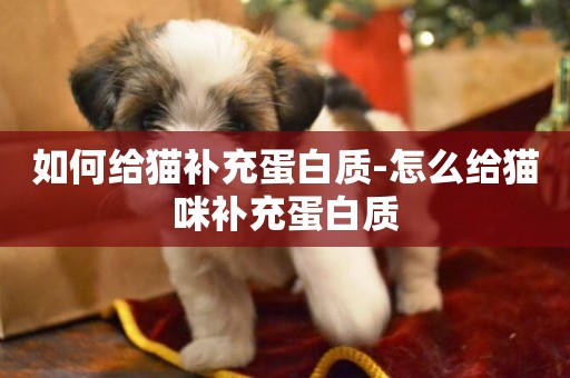 如何給貓補充蛋白質-怎么給貓咪補充蛋白質