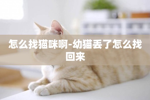 怎么找貓咪啊-幼貓丟了怎么找回來