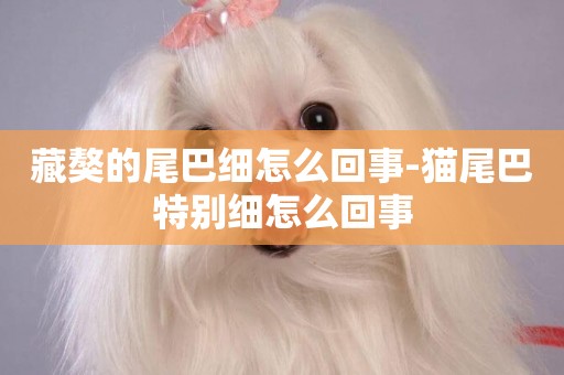 藏獒的尾巴細怎么回事-貓尾巴特別細怎么回事