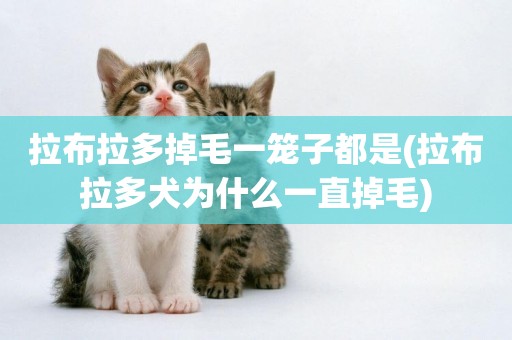 拉布拉多掉毛一籠子都是(拉布拉多犬為什么一直掉毛)