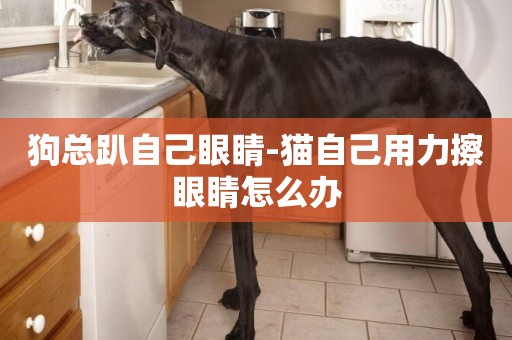 狗總趴自己眼睛-貓自己用力擦眼睛怎么辦