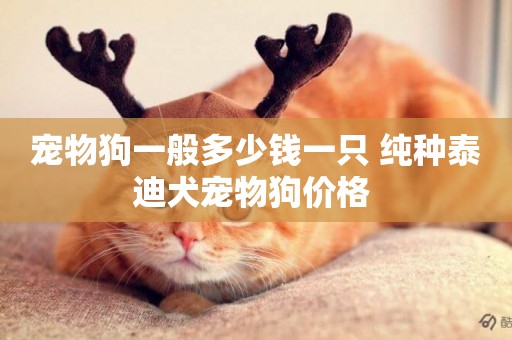 寵物狗一般多少錢一只 純種泰迪犬寵物狗價格 