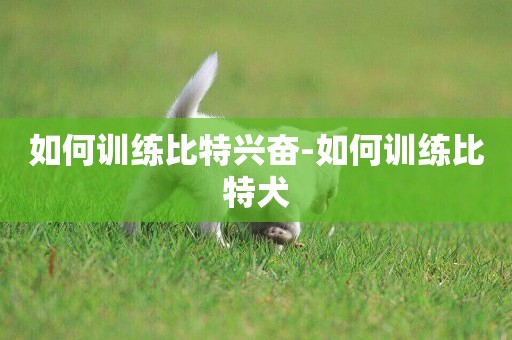 如何訓練比特興奮-如何訓練比特犬