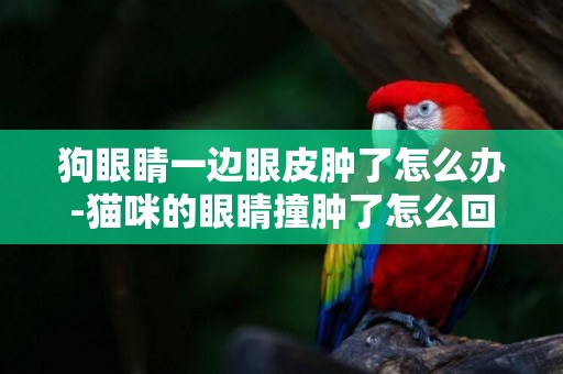狗眼睛一邊眼皮腫了怎么辦-貓咪的眼睛撞腫了怎么回事