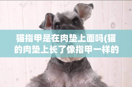 貓指甲是在肉墊上面嗎(貓的肉墊上長了像指甲一樣的東西)