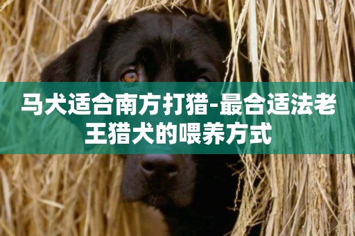 馬犬適合南方打獵-最合適法老王獵犬的喂養方式