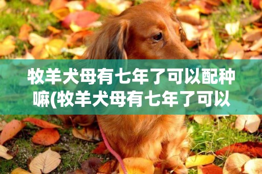 牧羊犬母有七年了可以配種嘛(牧羊犬母有七年了可以配種嘛多少錢)