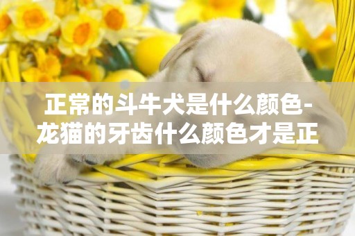 正常的斗牛犬是什么顏色-龍貓的牙齒什么顏色才是正常的