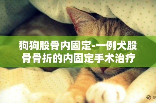 狗狗股骨內固定-一例犬股骨骨折的內固定手術治療