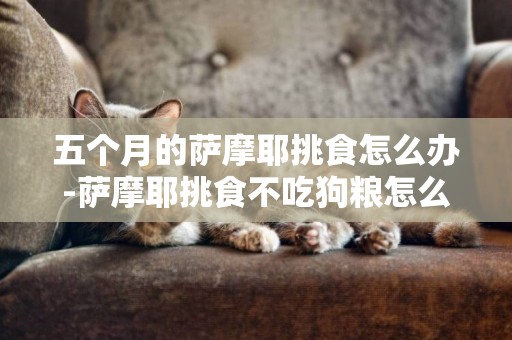 五個月的薩摩耶挑食怎么辦-薩摩耶挑食不吃狗糧怎么辦