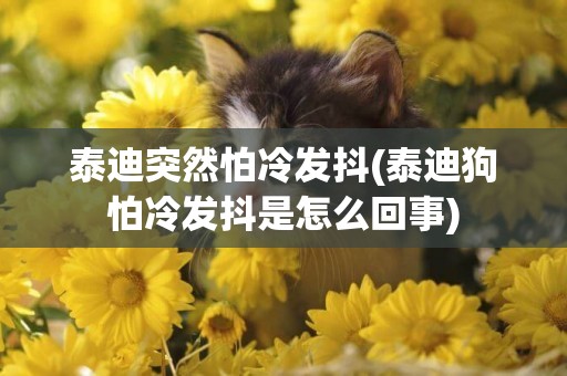 泰迪突然怕冷發抖(泰迪狗怕冷發抖是怎么回事)