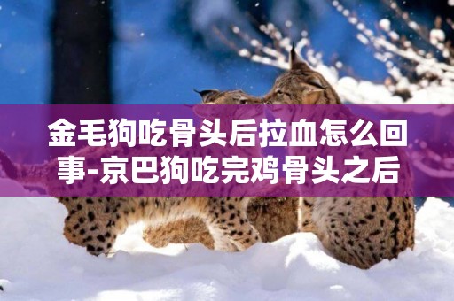 金毛狗吃骨頭后拉血怎么回事-京巴狗吃完雞骨頭之后拉血怎么回事
