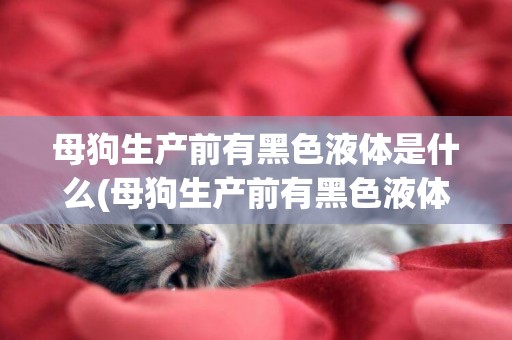 母狗生產前有黑色液體是什么(母狗生產前有黑色液體是什么情況)