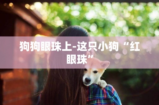 狗狗眼珠上-這只小狗“紅眼珠”