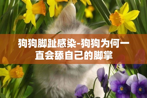狗狗腳趾感染-狗狗為何一直會舔自己的腳掌