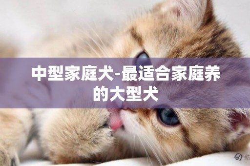 中型家庭犬-最適合家庭養的大型犬