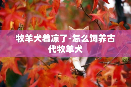 牧羊犬著涼了-怎么飼養古代牧羊犬