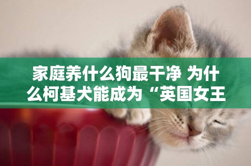 家庭養什么狗最干凈 為什么柯基犬能成為“英國女王”的寵兒？我明白 