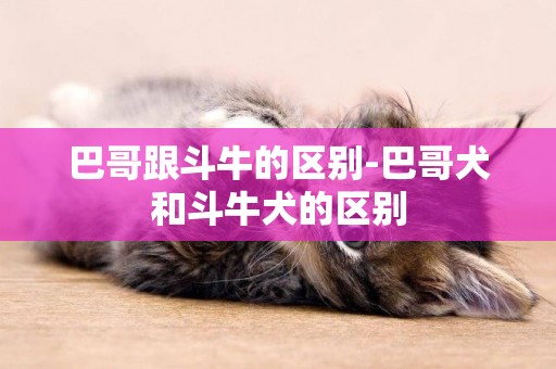 巴哥跟斗牛的區別-巴哥犬和斗牛犬的區別