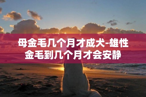 母金毛幾個月才成犬-雄性金毛到幾個月才會安靜