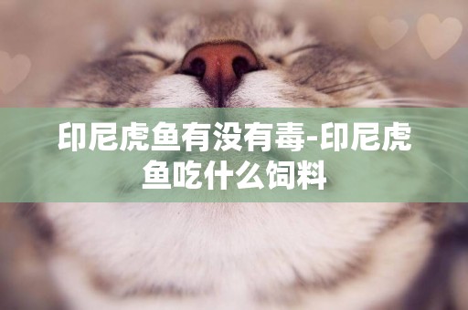 印尼虎魚有沒有毒-印尼虎魚吃什么飼料