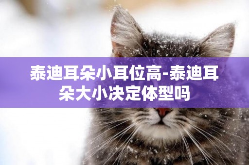 泰迪耳朵小耳位高-泰迪耳朵大小決定體型嗎
