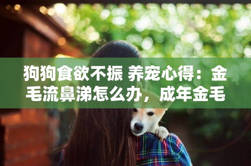 狗狗食欲不振 養寵心得：金毛流鼻涕怎么辦，成年金毛犬打噴嚏流鼻涕食欲不振 