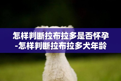 怎樣判斷拉布拉多是否懷孕-怎樣判斷拉布拉多犬年齡