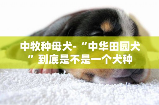 中牧種母犬-“中華田園犬”到底是不是一個犬種