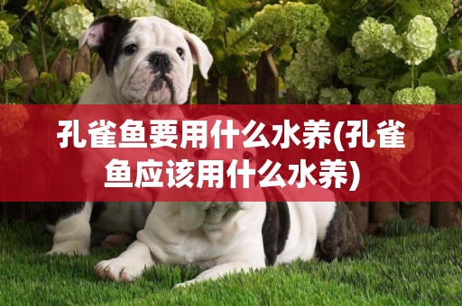 孔雀魚要用什么水養(孔雀魚應該用什么水養)