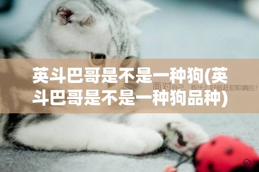 英斗巴哥是不是一種狗(英斗巴哥是不是一種狗品種)