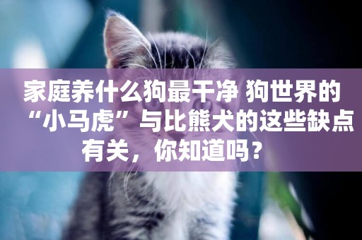 家庭養什么狗最干凈 狗世界的“小馬虎”與比熊犬的這些缺點有關，你知道嗎？ 