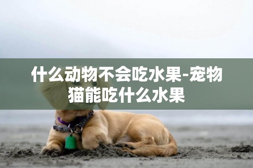 什么動物不會吃水果-寵物貓能吃什么水果