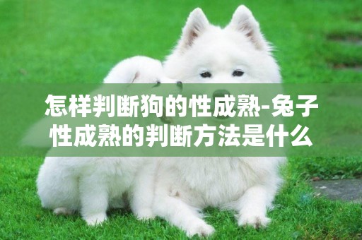 怎樣判斷狗的性成熟-兔子性成熟的判斷方法是什么