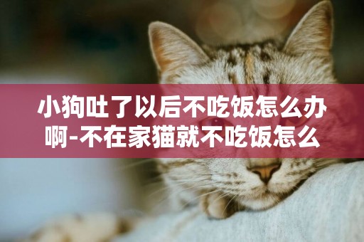 小狗吐了以后不吃飯怎么辦啊-不在家貓就不吃飯怎么辦