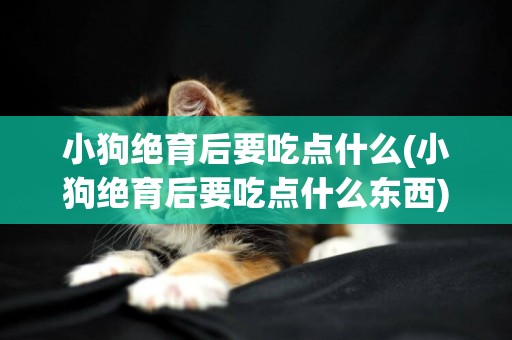 小狗絕育后要吃點什么(小狗絕育后要吃點什么東西)