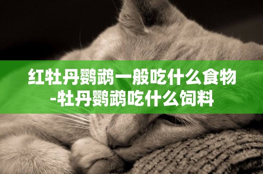 紅牡丹鸚鵡一般吃什么食物-牡丹鸚鵡吃什么飼料
