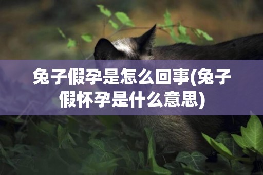 兔子假孕是怎么回事(兔子假懷孕是什么意思)