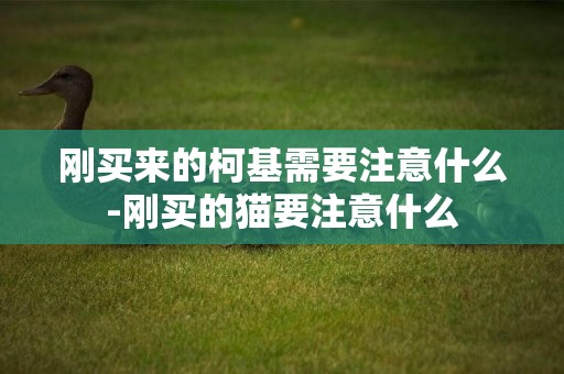 剛買來的柯基需要注意什么-剛買的貓要注意什么
