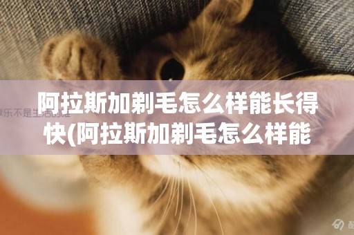 阿拉斯加剃毛怎么樣能長得快(阿拉斯加剃毛怎么樣能長得快一點)