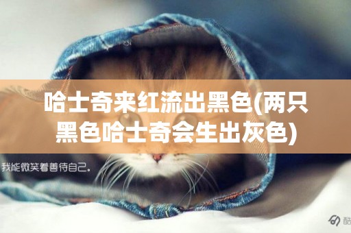 哈士奇來紅流出黑色(兩只黑色哈士奇會生出灰色)