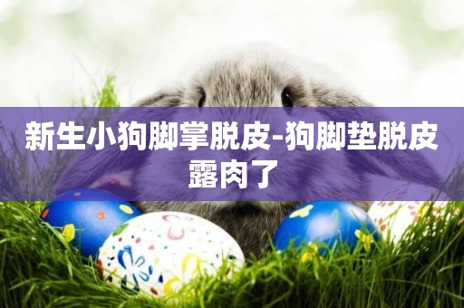 新生小狗腳掌脫皮-狗腳墊脫皮露肉了