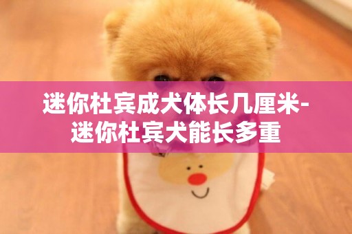 迷你杜賓成犬體長幾厘米-迷你杜賓犬能長多重