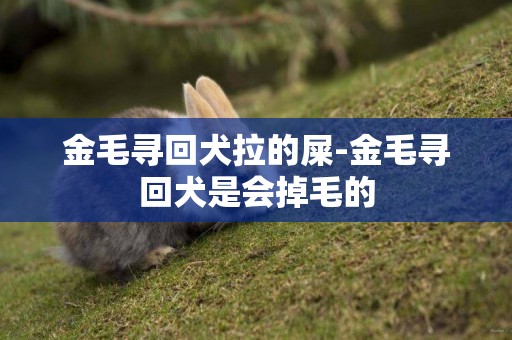 金毛尋回犬拉的屎-金毛尋回犬是會掉毛的