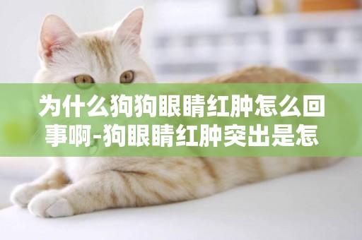 為什么狗狗眼睛紅腫怎么回事啊-狗眼睛紅腫突出是怎么回事